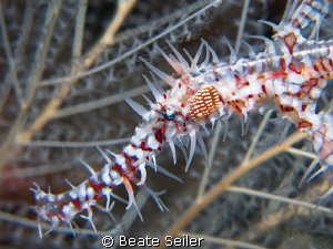 Ghostpipe fish by Beate Seiler 